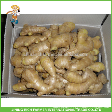 China Mature Ginger In PVC Karton